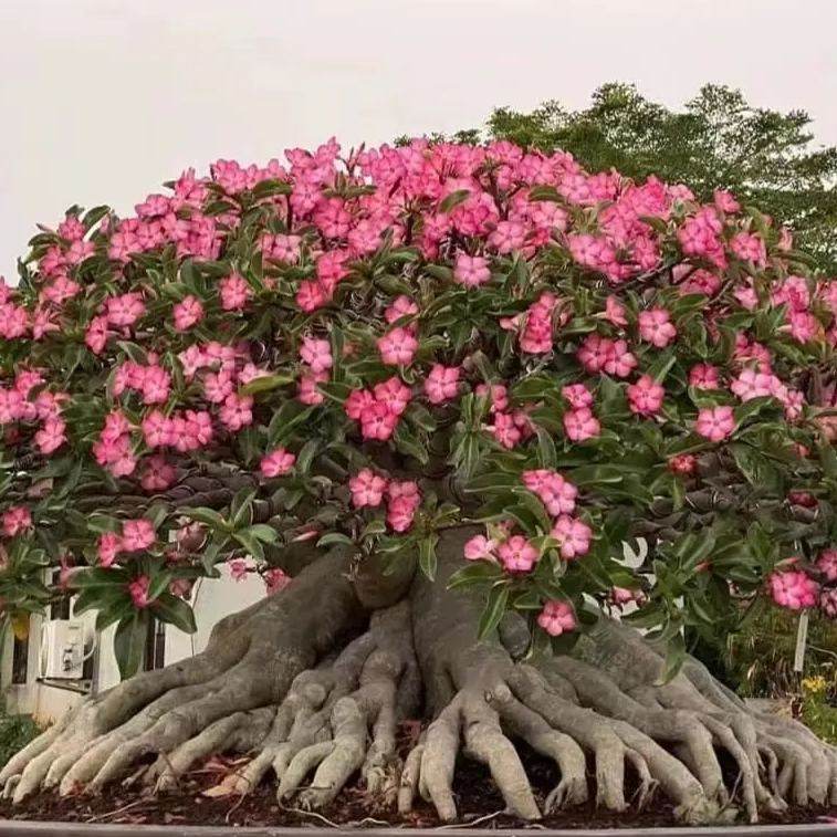 🎁Desert Rose Bulbs🌵Super easy care! 🌸 Adenium Obesum Bulbs - A926
