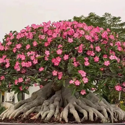 🎁Desert Rose Bulbs🌵Super easy care! 🌸 Adenium Obesum Bulbs - A926