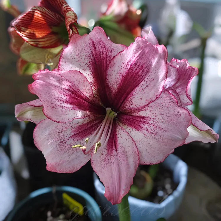 🌸Hot Sale!!🌸 – 🌿Double-Flowered Amaryllis Bulbs / Large Flowers / Easy to Grow-TJY