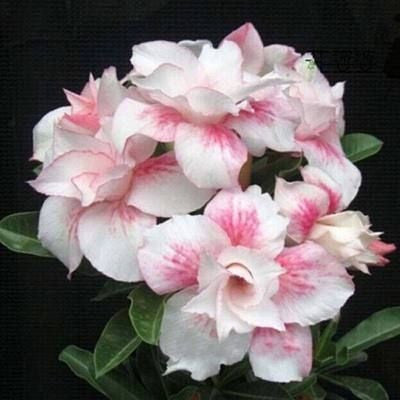 ✨Desert Rose Seeds🌹Heat-Resistant✨-923