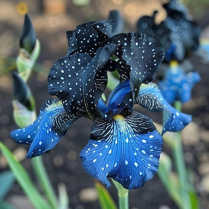 ⚜️Rare Tall Bearded Iris🌸 (Premium Rhizome Variety)-ABB8