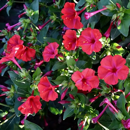 🏆Plus de 75 000 exemplaires vendus !🌿🌱Graines de jasmin non OGM : Semis à quatre saisons, fleurs aux senteurs douces et fraîches🌸-923