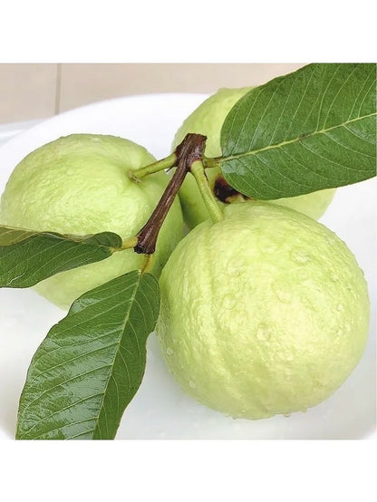 🔥 (New Harvest) Organic Pink Guava Seeds | 🌿Pre-Primed for High Germination (99% Germination)-XA