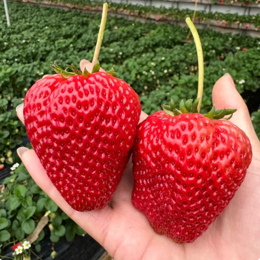 🏆75K+ SOLD! Rare Giant Strawberry Seeds 🍓 Grow Huge, Easy to grow-TJY
