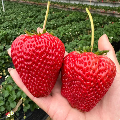 🏆75K+ SOLD! Rare Giant Strawberry Seeds 🍓 Grow Huge, Easy to grow-TJY