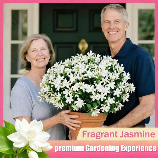 ⚡Flash-Sale⚡100k-sold⚡Silver Jasmine Seeds | Aromatic Climbing Vine for Garden & Balcony-#YUN7