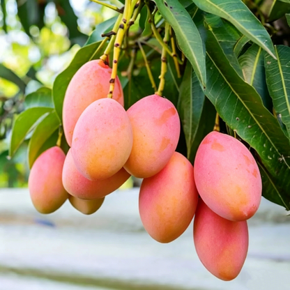 🏡Farm Fresh, Straight to Your Door 🥭Homegrown Tropical Mango! -XA