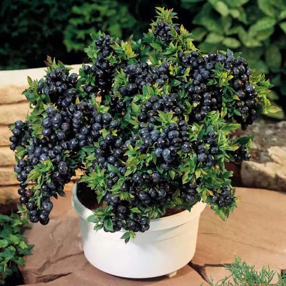 🎉King of Berries🎉 - Giant Blueberry Fruit Seeds - Four Seasons Plants-923