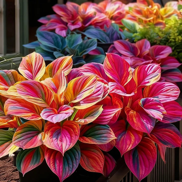🎉Celebrate America's 250th 🌱Premium Rare Hosta Seeds🌿Shade-Tolerant Plant - GD
