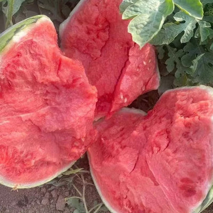 🍉 Lazy Watermelon Seeds