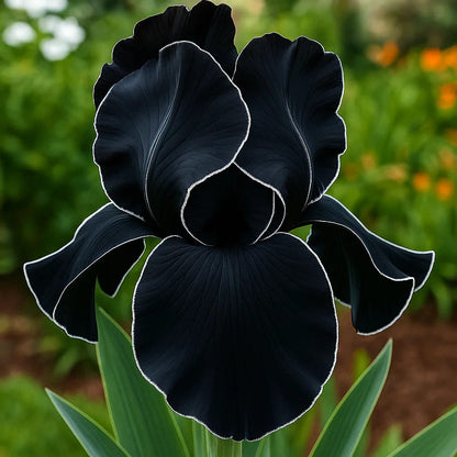 ⚜️Rare Tall Bearded Iris🌸 (Premium Rhizome Variety)-ABB8
