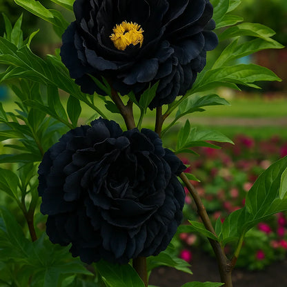 🌿Premium Rare Double Peonies🌸 - Bloom Big & Beautiful,Multiple colors available 🎨-GD