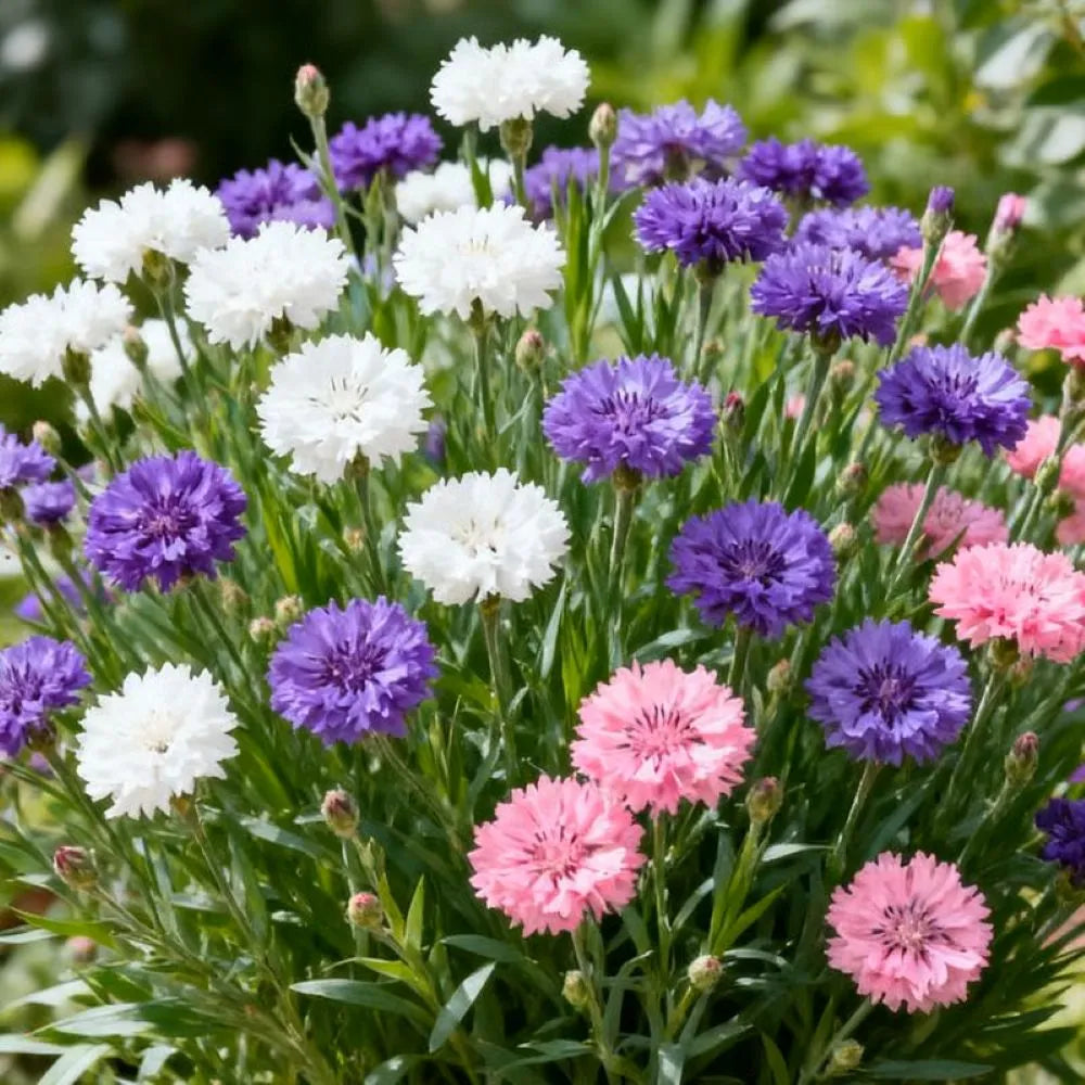 🌱Premium Cornflower Seeds(Assorted Colors)🌸-GD