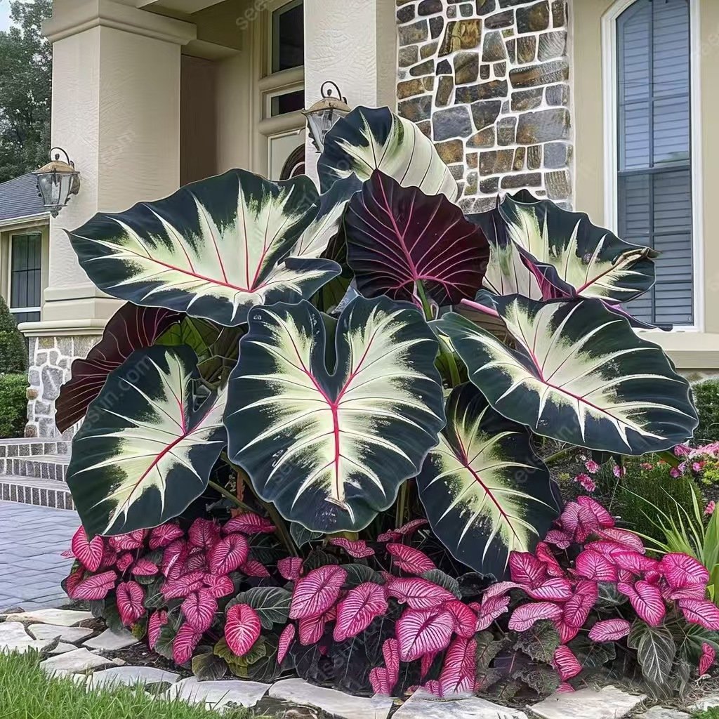 🍃 Rare Hosta seeds, ideal for perennial shade garden ornamental foliage, suitable for outdoor landscaping🌿-923
