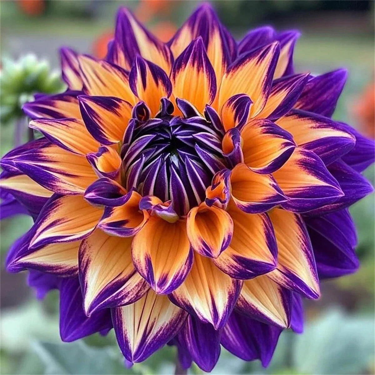 🌸Rare Double Dahlias🌿 – Bold Blooms Ordinary Gardens Never Have-ABB8