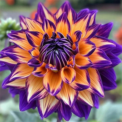 🌸Rare Double Dahlias🌿 – Bold Blooms Ordinary Gardens Never Have-ABB8