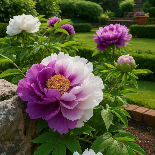 🌿Premium Rare Double Peonies🌸 - Bloom Big & Beautiful,Multiple colors available 🎨-923