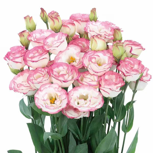 🏆65K+ SOLD!🔥🌺Low-maintenance Lisianthus Flower Seeds🌈TJY