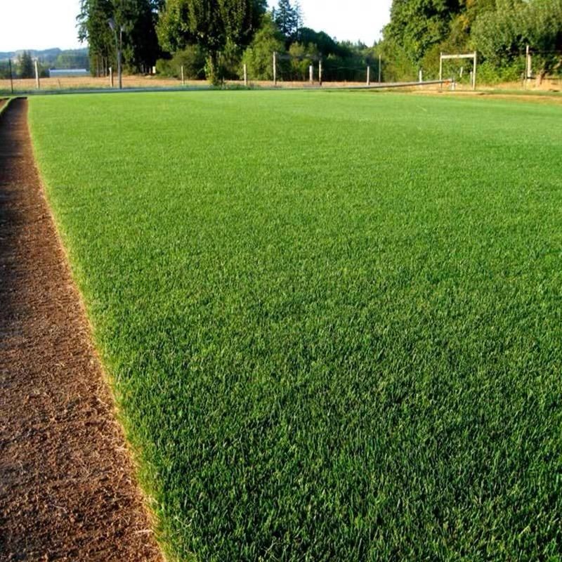 🌱 Evergreen dwarf grass seed for four seasons | Create your perfect lawn here-W18