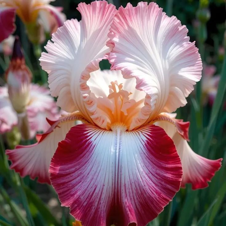 ⚜️Rare Tall Bearded Iris🌸 (Premium Rhizome Variety)-ABB8