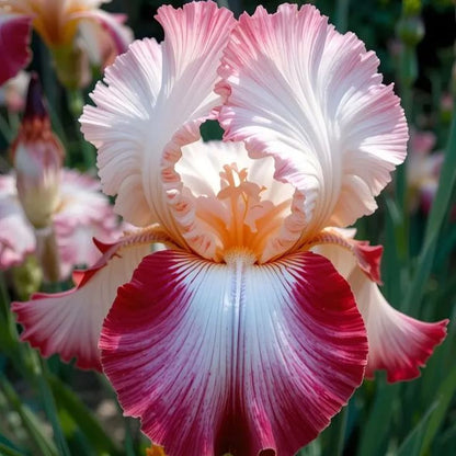⚜️Rare Tall Bearded Iris🌸 (Premium Rhizome Variety)-ABB8