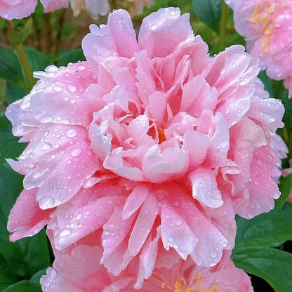 🔥LAST DAY 45% OFF🌺THE QUEEN OF FLOWERS—DOUBLE PETALED PIANI-923