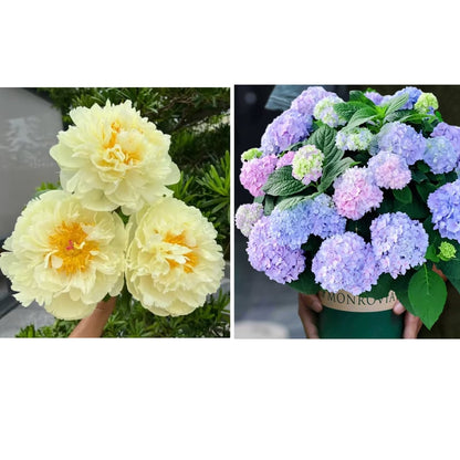 🔥LAST DAY 45% OFF🌺THE QUEEN OF FLOWERS—DOUBLE PETALED PIANI-923