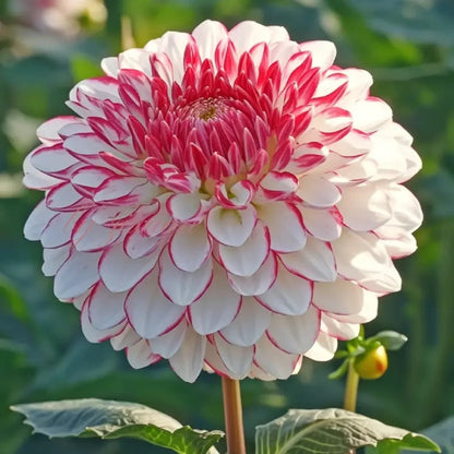 🌸Rare Double Dahlias🌿 – Bold Blooms Ordinary Gardens Never Have-ABB8