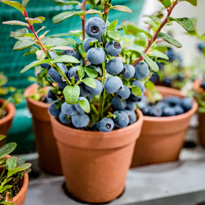 🎉King of Berries🎉 - Giant Blueberry Fruit Seeds - Four Seasons Plants-923