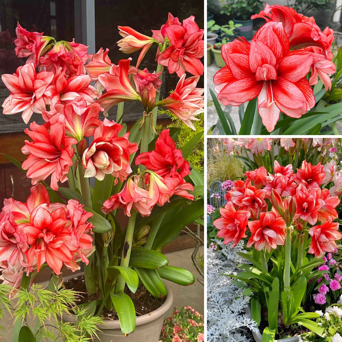 🎉Hot Sale🌷Amaryllis Bulbs-The Magical Fairy Garden of Your Dreams-ABB8