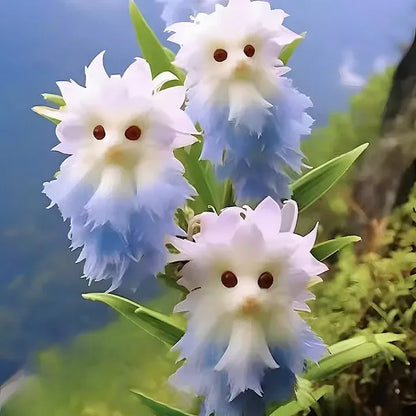 🔥Amazing Plants! 🌈🐱Cat's Eye Dazzle Flower-W18