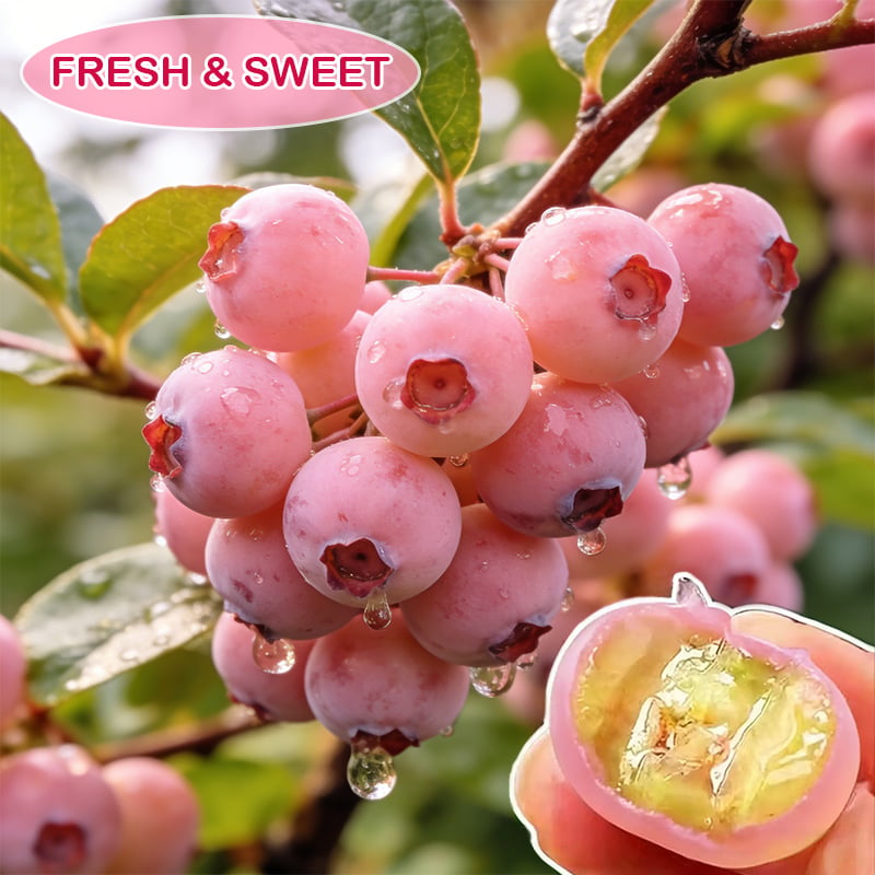 💟Premium Pink Blueberry Seeds-ABB8