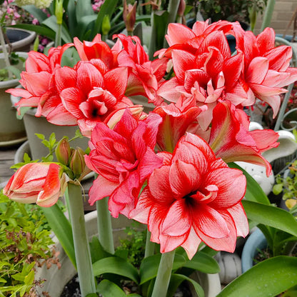 🌸Hot Sale!!🌸 – 🌿Double-Flowered Amaryllis Bulbs / Large Flowers / Easy to Grow-TJY