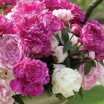 🔥LAST DAY 45% OFF🌺THE QUEEN OF FLOWERS—DOUBLE PETALED PIANI-923