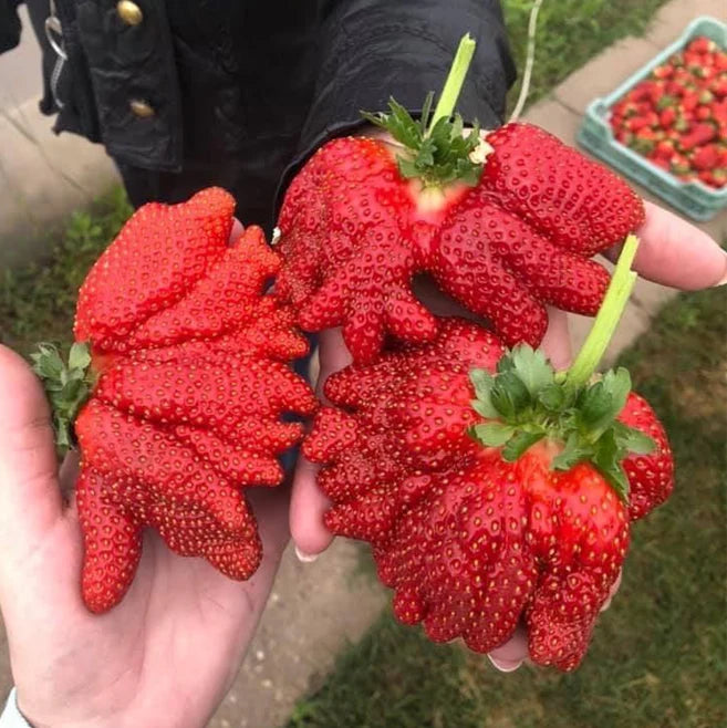 🏆75K+ SOLD! Rare Giant Strawberry Seeds 🍓 Grow Huge, Easy to grow-TJY
