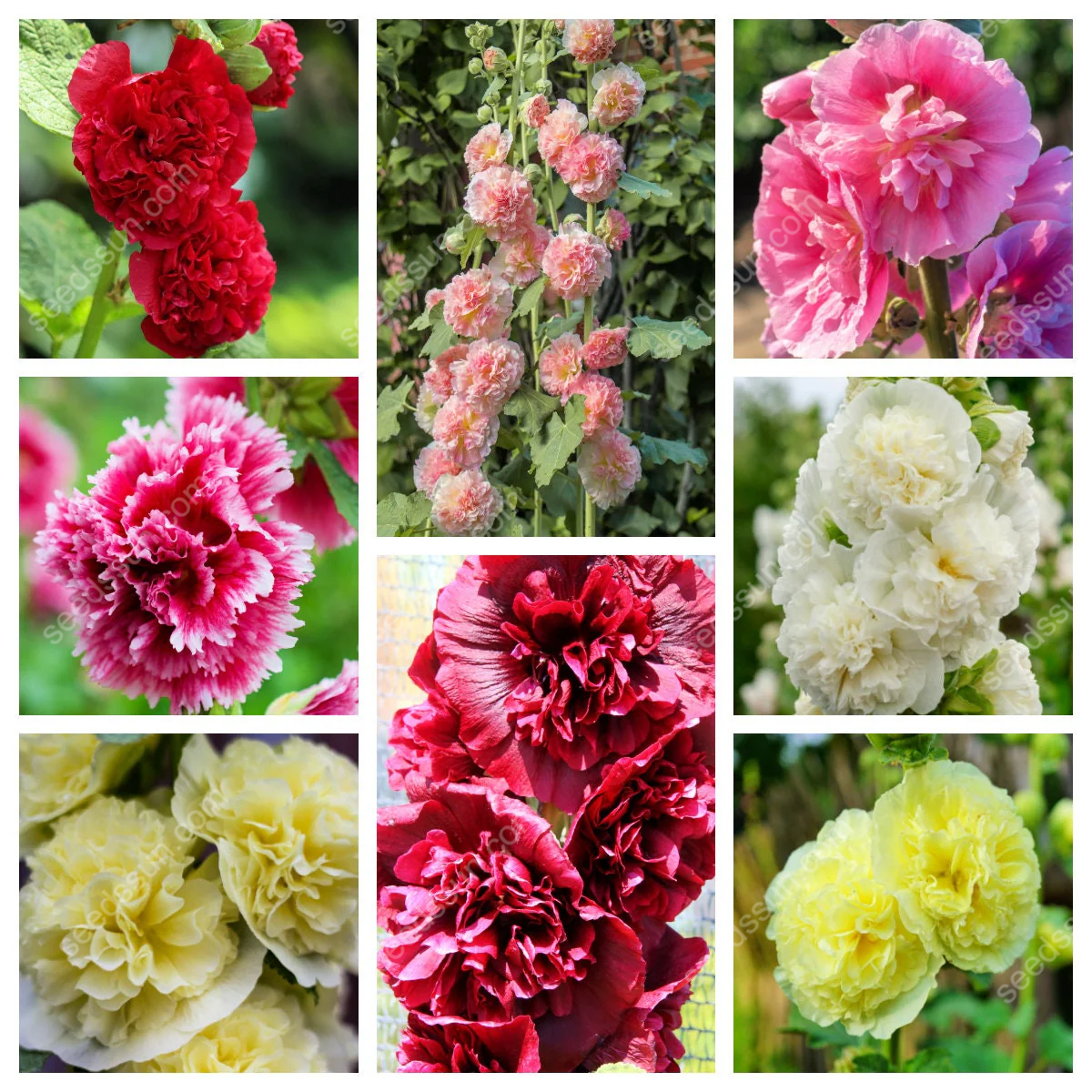 🌺Rare double-flowered hollyhock species, sow the seeds and enjoy a gorgeous garden!