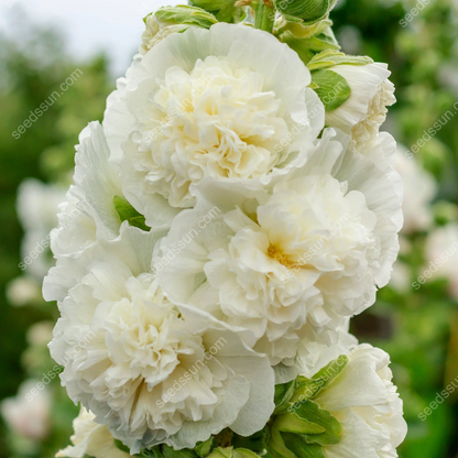🌺Rare double-flowered hollyhock species, sow the seeds and enjoy a gorgeous garden!