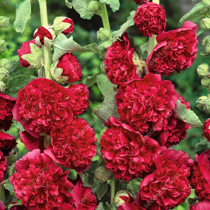🌺Rare double-flowered hollyhock species, sow the seeds and enjoy a gorgeous garden!