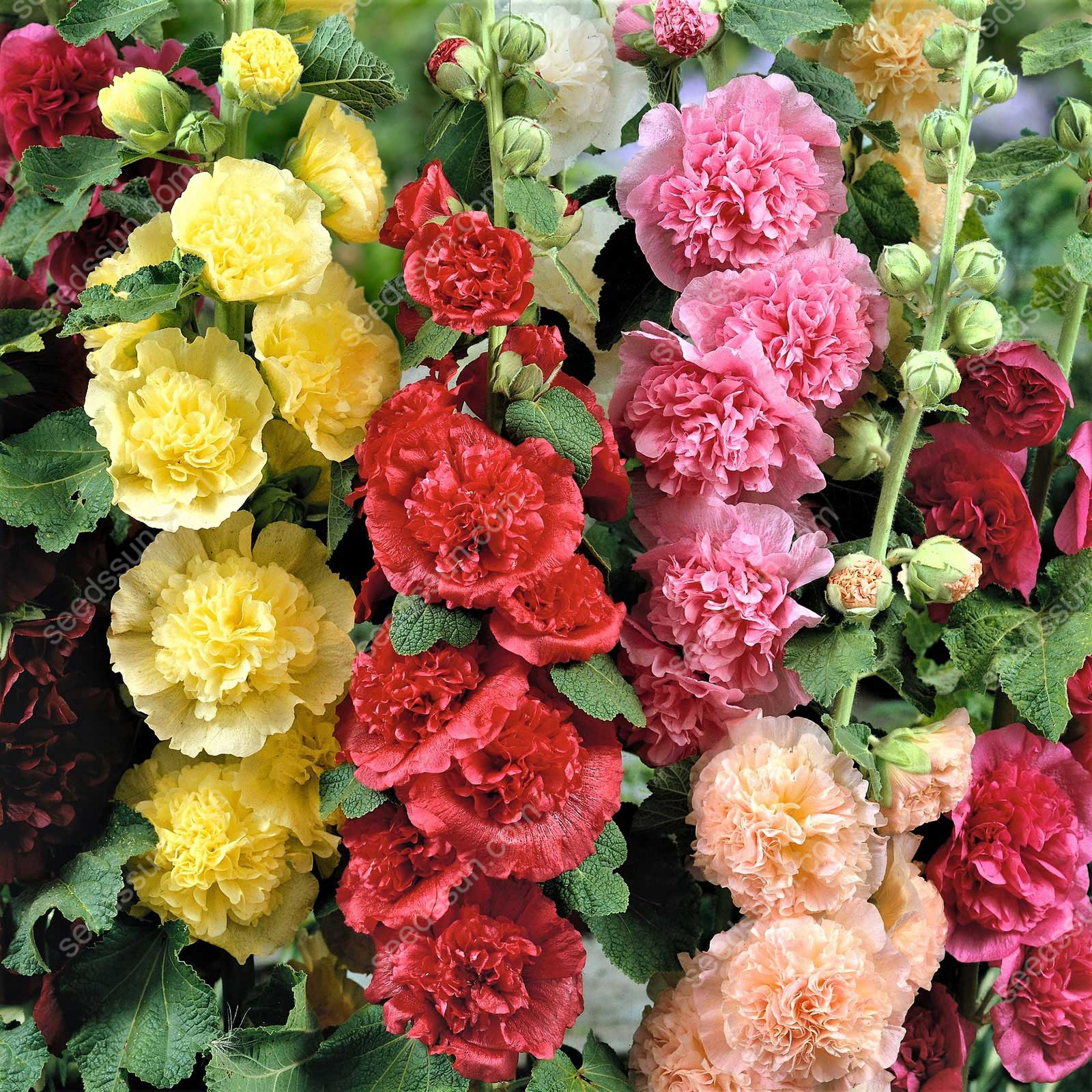 🌺Rare double-flowered hollyhock species, sow the seeds and enjoy a gorgeous garden!