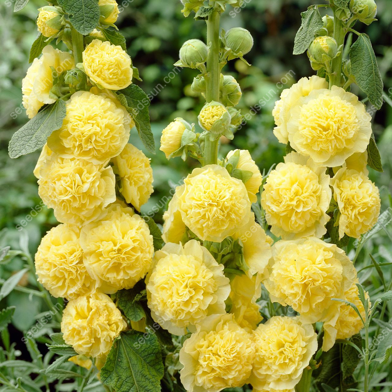 🌺Rare double-flowered hollyhock species, sow the seeds and enjoy a gorgeous garden!