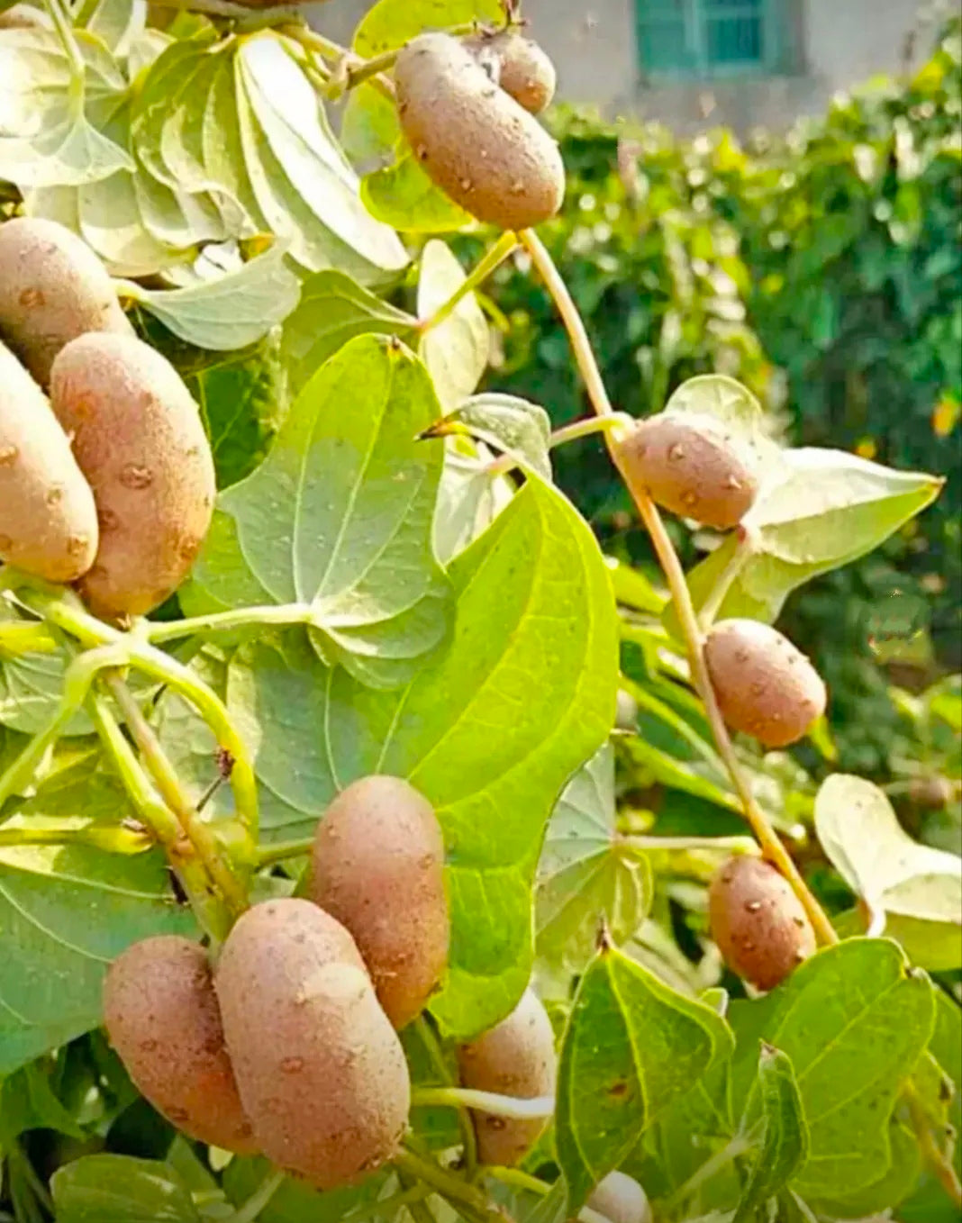 Potato seeds growing on trees🥔Lazy potato Seeds-W18