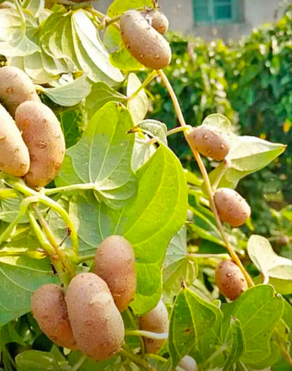 Potato seeds growing on trees🥔Lazy potato Seeds-W18