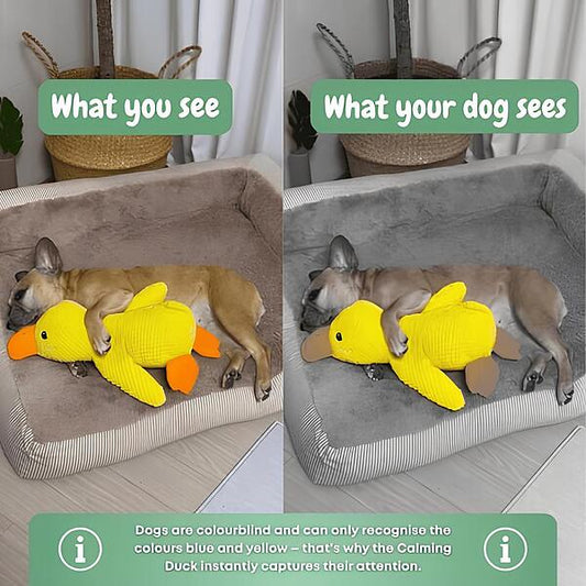 Peluche calmante per cani con suono di starnazzamento – riduce l’ansia da separazione | CALMQUA