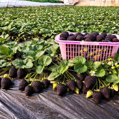 Giant Black Diamond Strawberries Seeds – Sweet, Nutrient-Rich & Easy to Grow at Home-W18