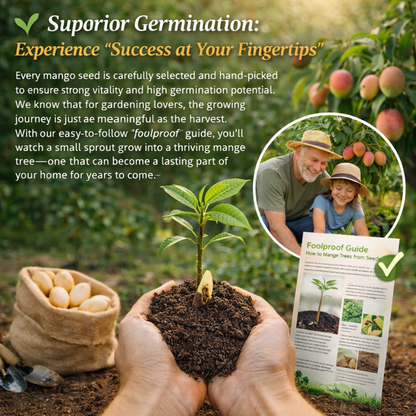 🔥 65K+ SOLD! 🥭 Sweet "Golden Honey" Dwarf Mango Tree Seeds (Grow at Home)-ABB8