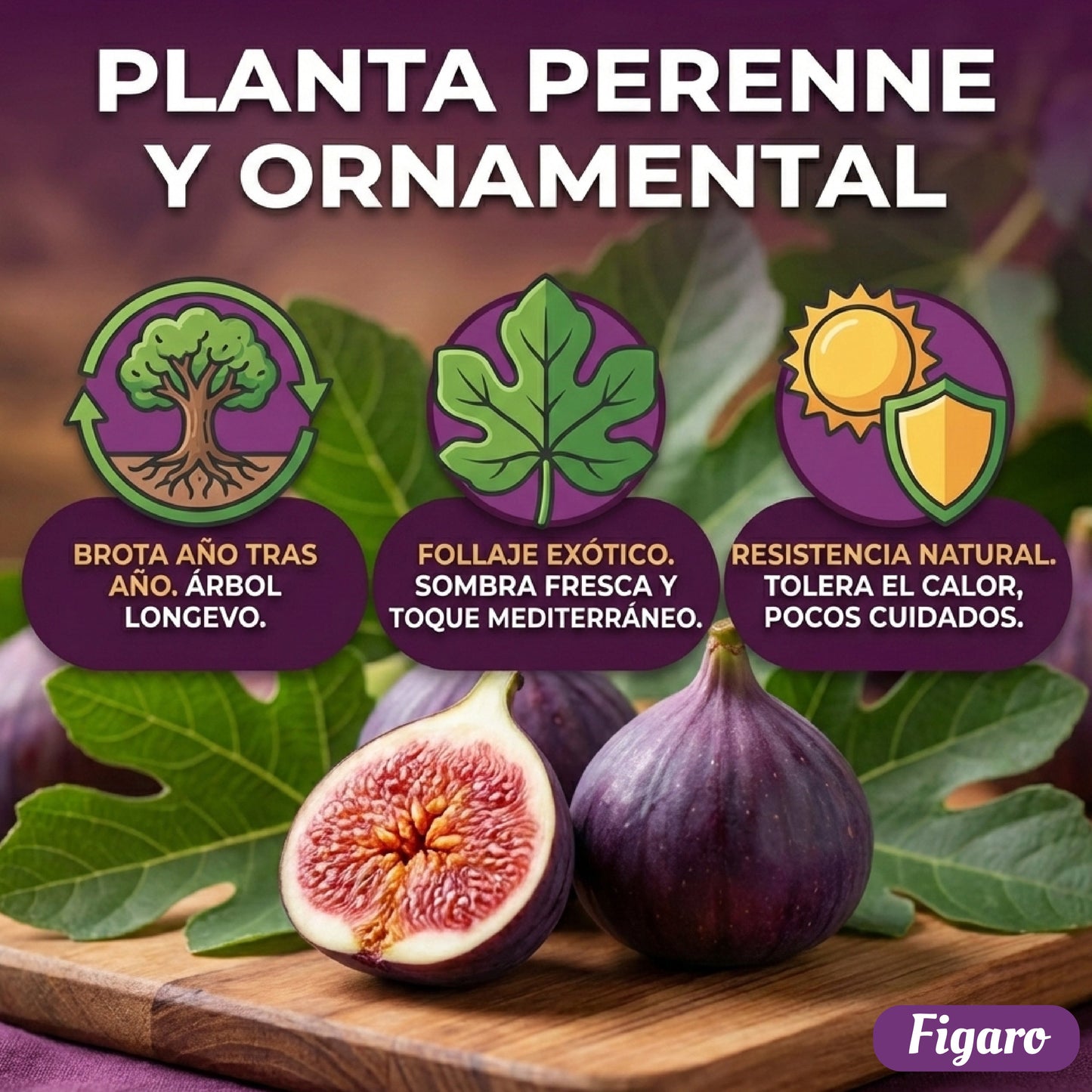 🏆65K+ SOLD!🌿Fig Seeds– Easy To Grow On Your Patio And Balcony At Home-XA
