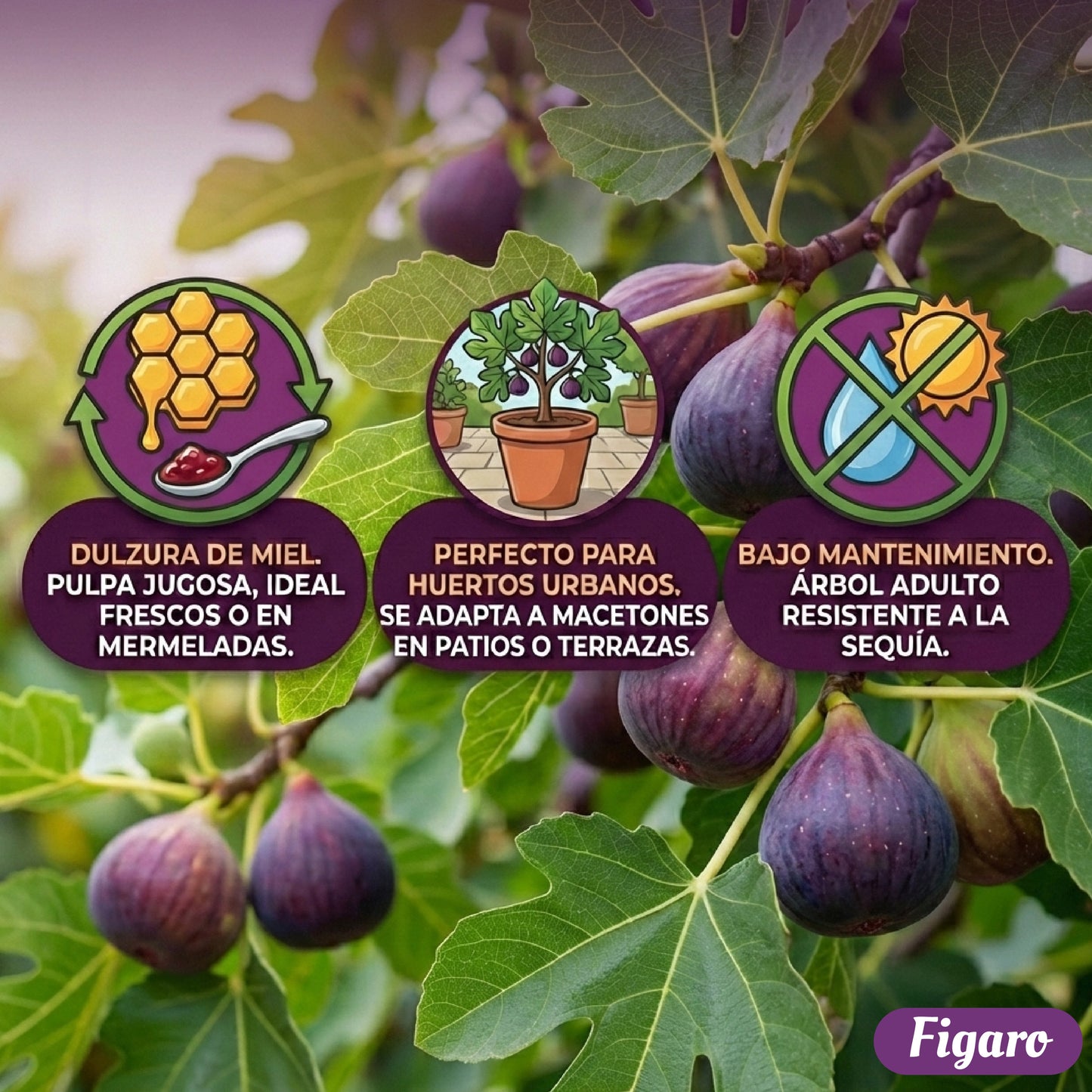 🏆65K+ SOLD!🌿Fig Seeds– Easy To Grow On Your Patio And Balcony At Home-XA