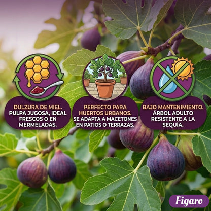 🏆65K+ SOLD!🌿Fig Seeds– Easy To Grow On Your Patio And Balcony At Home-XA