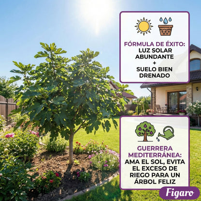 🏆65K+ SOLD!🌿Fig Seeds– Easy To Grow On Your Patio And Balcony At Home-XA