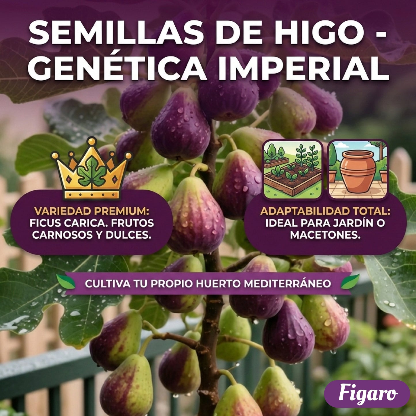 🏆65K+ SOLD!🌿Fig Seeds– Easy To Grow On Your Patio And Balcony At Home-XA